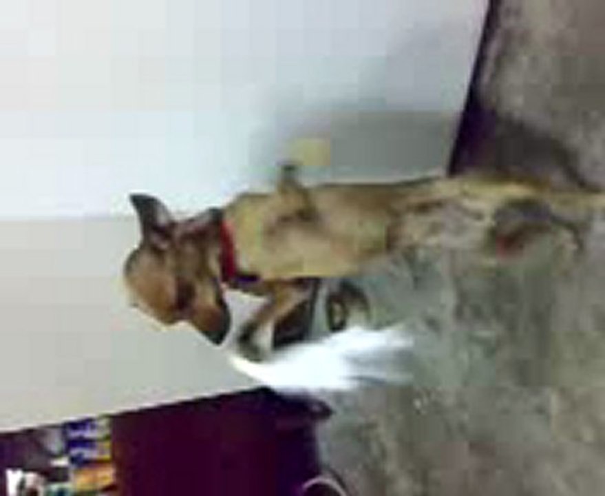KÖPEK DANSI