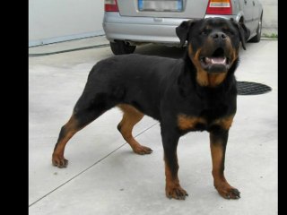 ROTTWEILER DUNJA ROCCIA NERA
