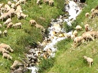 Les brebis découvrent les alpages.