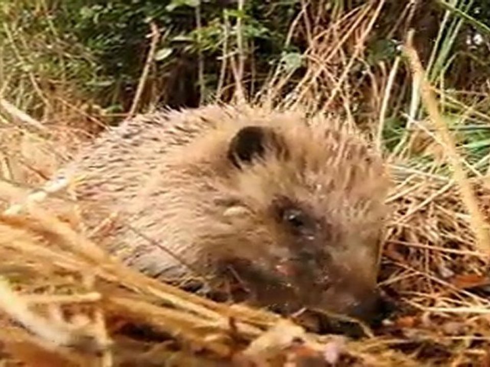 Rencontre avec le hérisson