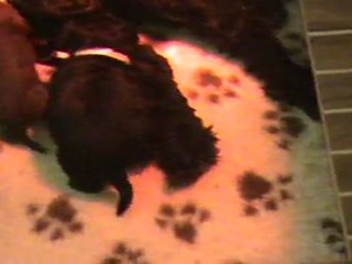 Barbet puppies: Barbet en Bresse