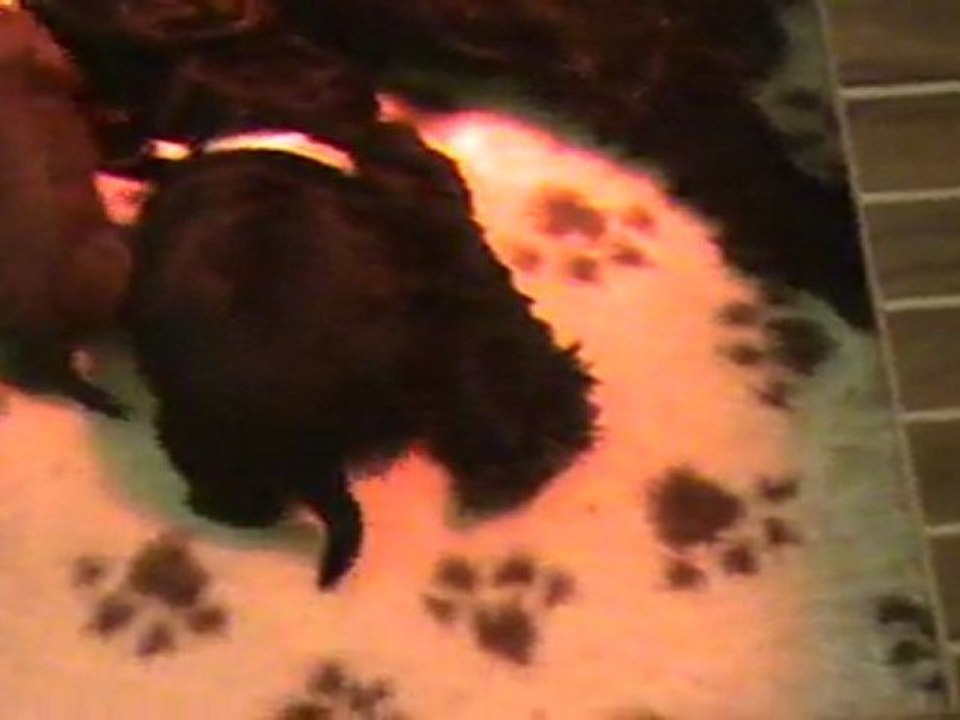 Barbet puppies: Barbet en Bresse