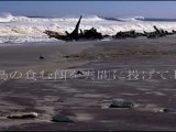 SUSUMU HIRASAWA(X P-MODEL)-Skeleton Coast Park  平沢　進　スケルトン・コースト・パーク