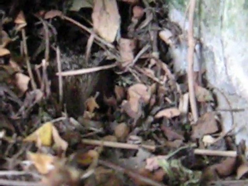 Mme Hérisson mange des croquettes !