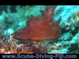 Nudibranchs underwater in Kadavu, Fiji