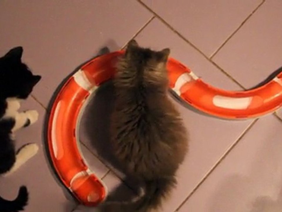 Suwaneeh, Hudson et le circuit