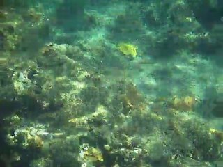 Anse Céron 12 06 2011 (9)