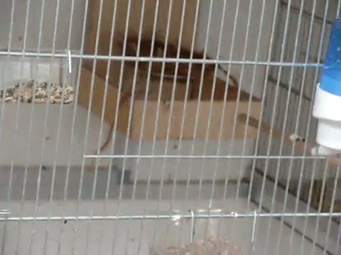 elevage gros bec à J12(sortie du nid) par carduelis