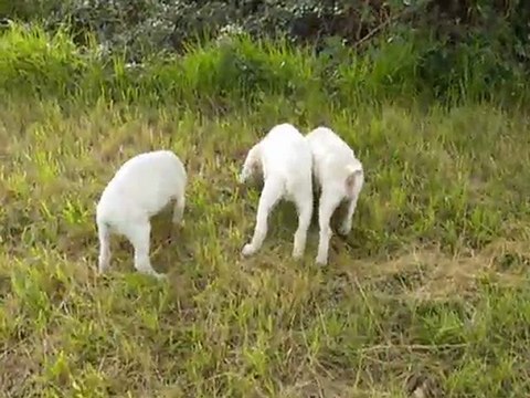 Braque du Bourbonnais qui quétent les cerises!