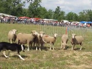 Transhumance montauroux juin 2011 " démo chien de berger"  vidéo 3 par Vic