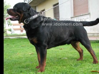 ROTTWEILER LEONE Leo Messi Over The Top Roccia Nera