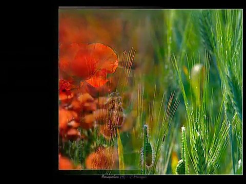 Gelinciğin Hüznü / Farid Farjad