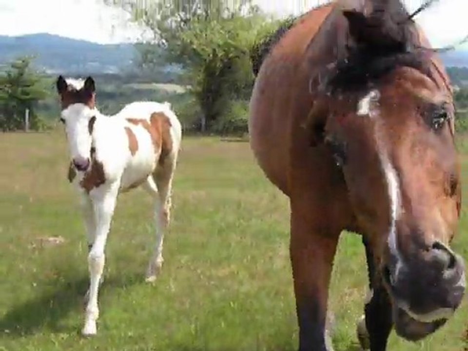 pouliche pie selle fracais 2 mois et pouliche paint 1 an