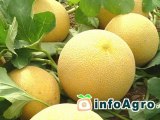 Como cultivar melones. 1ª parte