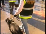 La Policía Nacional en el adiestrmiento de perros