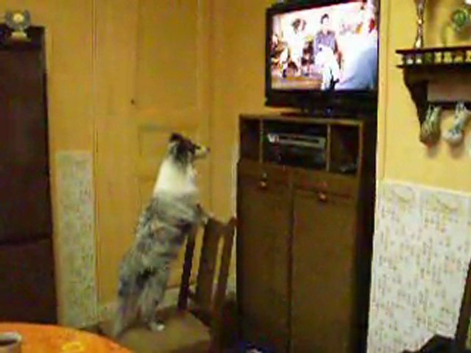 Vidéo n°1 de DELFT BLUE qui regarde BEETHOVEN à la télevision le lundi 13 juin 2011.