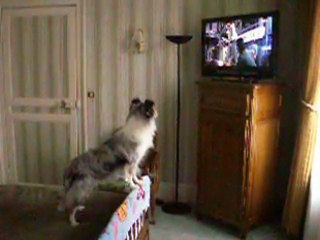 Vidéo n°3 de DELFT BLUE qui regarde BEETHOVEN à la télévision