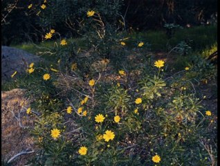 Dave Alvin - No Worries Mija