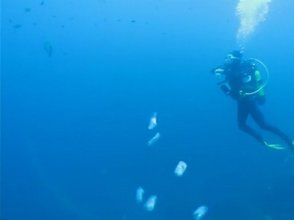 Plongée - Patrick et son mérou à la Gabinière