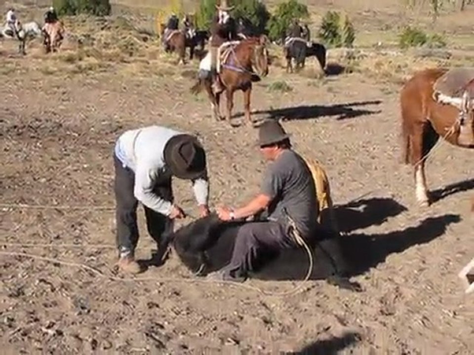 Marquage d'un veau à l'oreille dans les Andes