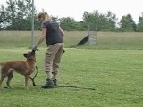 Kennel Lundin Loyalty : Gabi frivillig dæk træning / Gabi willingly lie down training