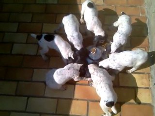 cassye chiots 2011