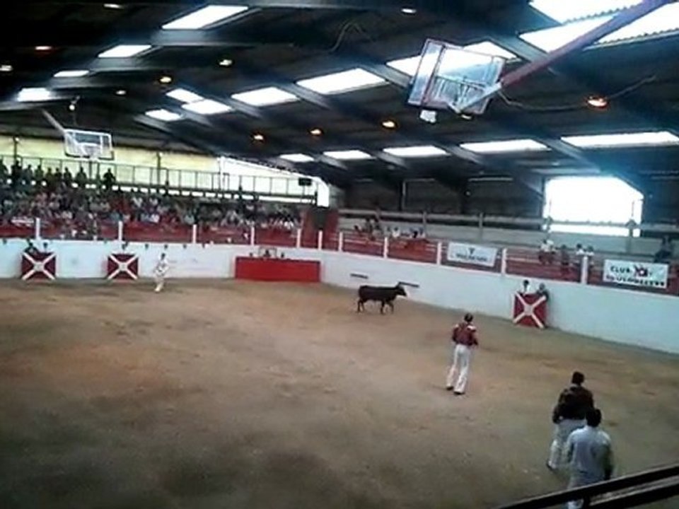 course landaise de pentecote a toulouzette avec vache sans corde