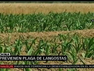 China lucha contra plaga de langostas