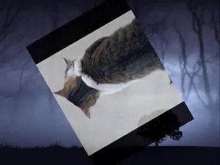 SENİ SEVİYORUM AMA SEN DUYGULARIMDA YOKSUN   ღ♥ღღUNUTULAN ADAMღ♥ღღ