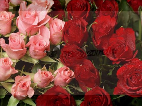 La seule femme de ma vie, je t'aime mon amour