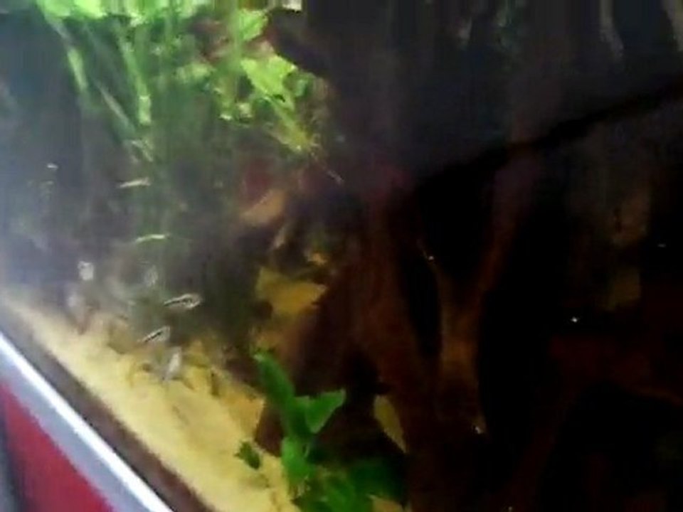 Vidéo0048