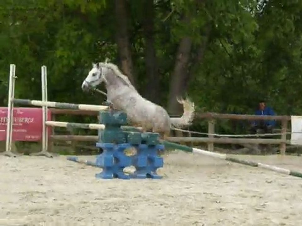 Ridge Diamond, Hongre, 6ans, A VENDRE