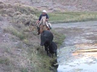 Une vache et son veau dans une mare vaseuse