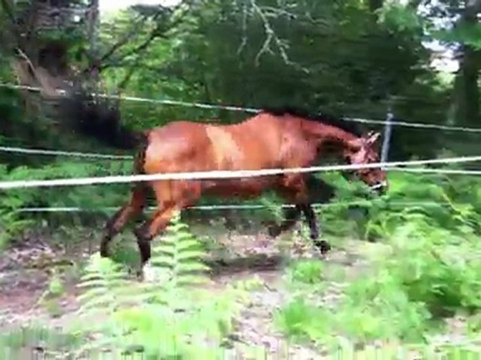 Jument 4ans 20 000 euros