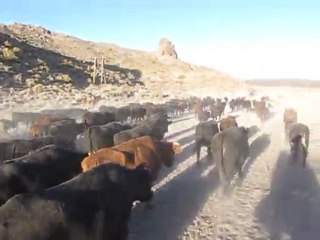 Convoyage des bêtes vers les plaines andines