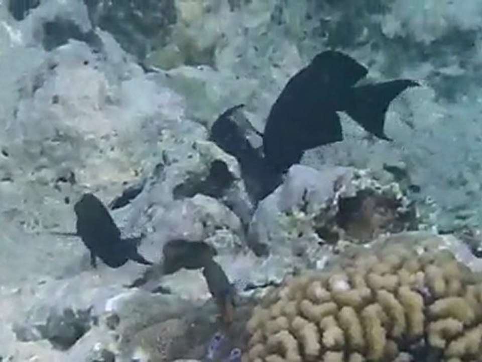 Plonjet libre île Maurice