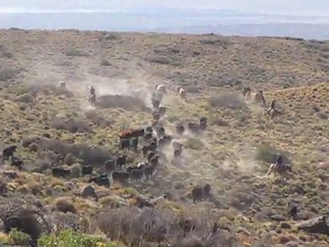 Tour d'horizon et transhumance entre Los Molles et la route 40