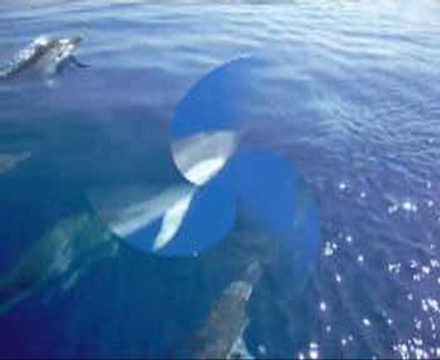 les dauphins
