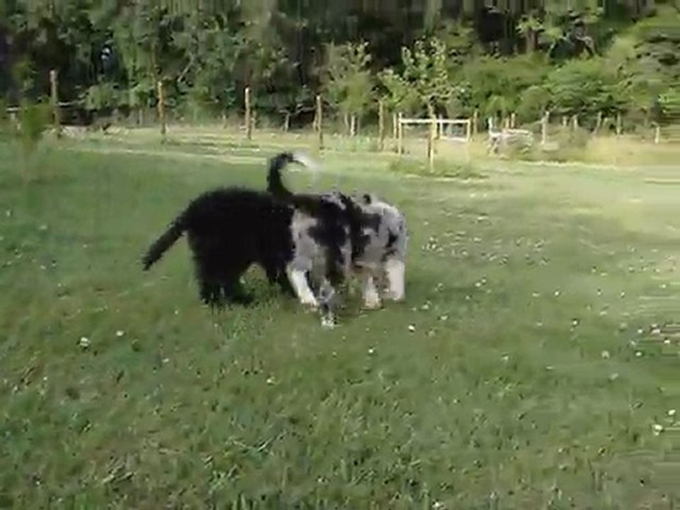 Goliath & Gandalf