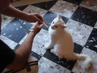 vous avez deja vu un chat manger des asperges 005