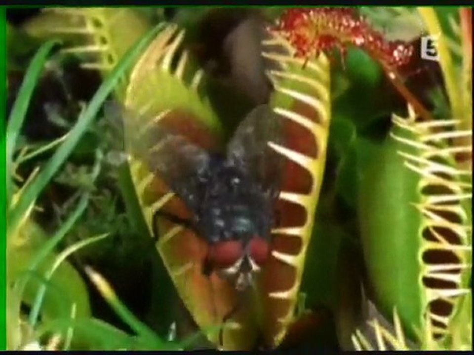 Le pouvoir des plantes 3 sur 3
