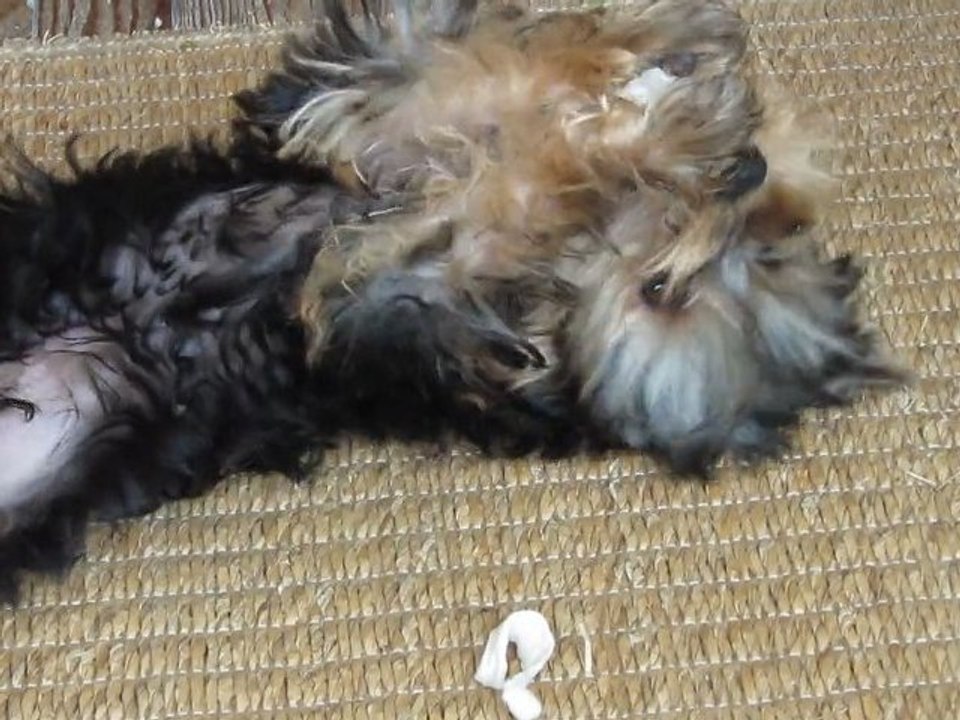 Gin Fizz et son 1er os au poulet