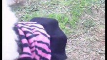 Como Educar a los Perros