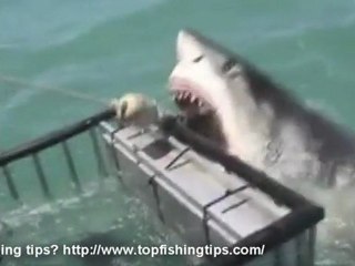 Cape Town Cage Diving Shark Fishing