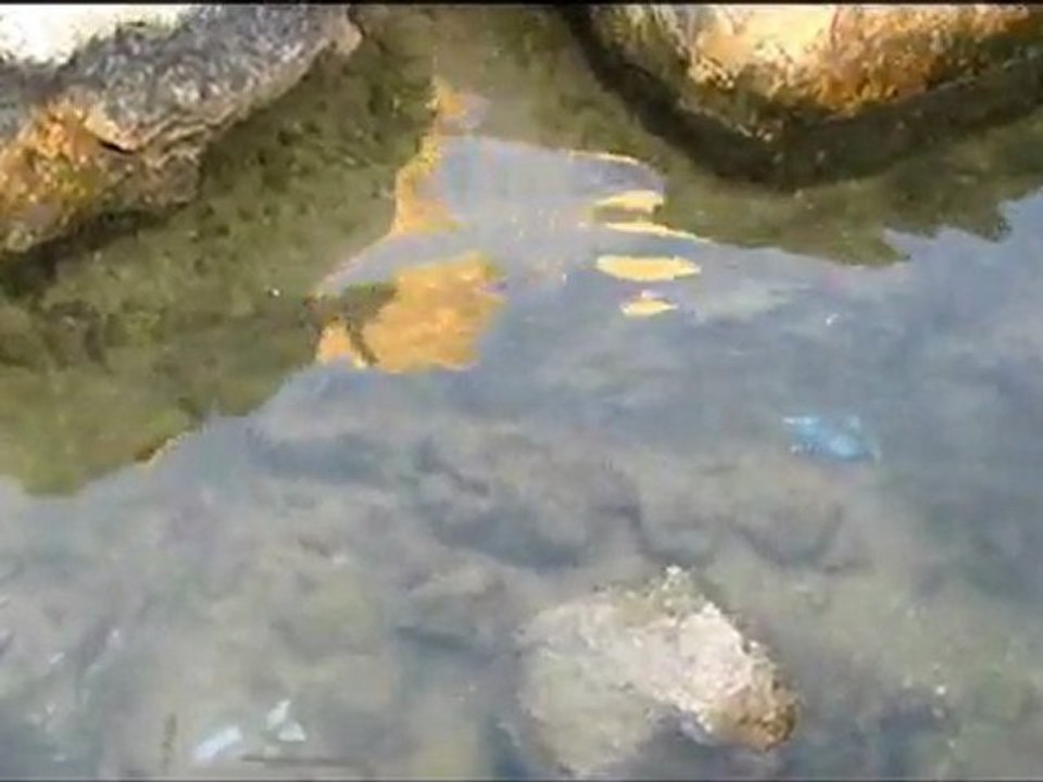 Fish in Marina