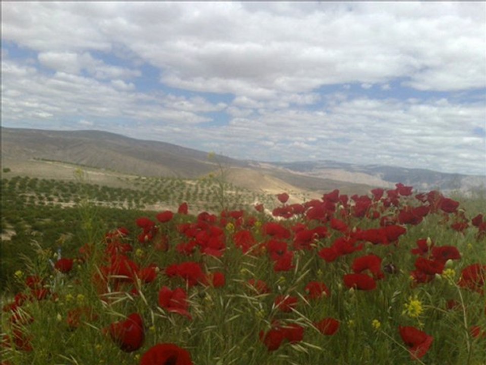 Can Dündar yarim haziran