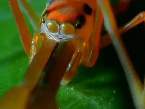 Les araignées venues d'ailleurs - Documentaire