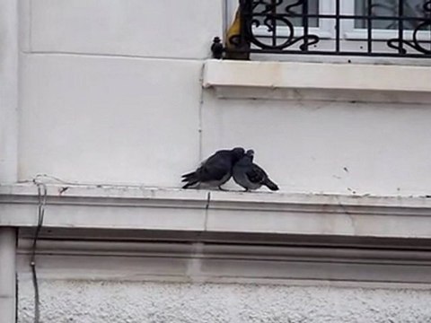 Les pigeons des Nuits Sonores 2010