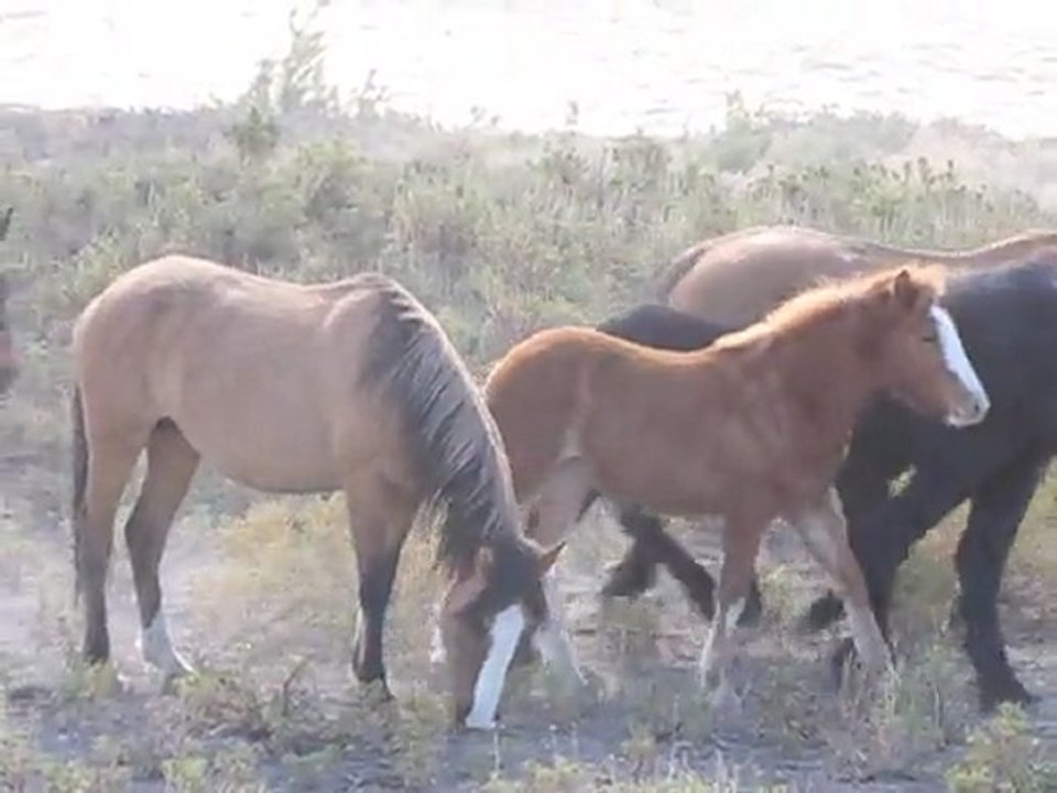 Convoyage du bétail dans les Andes 2