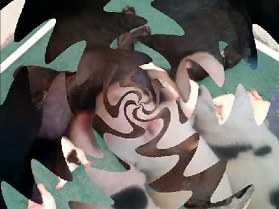 bébés bouledogues francais naissance